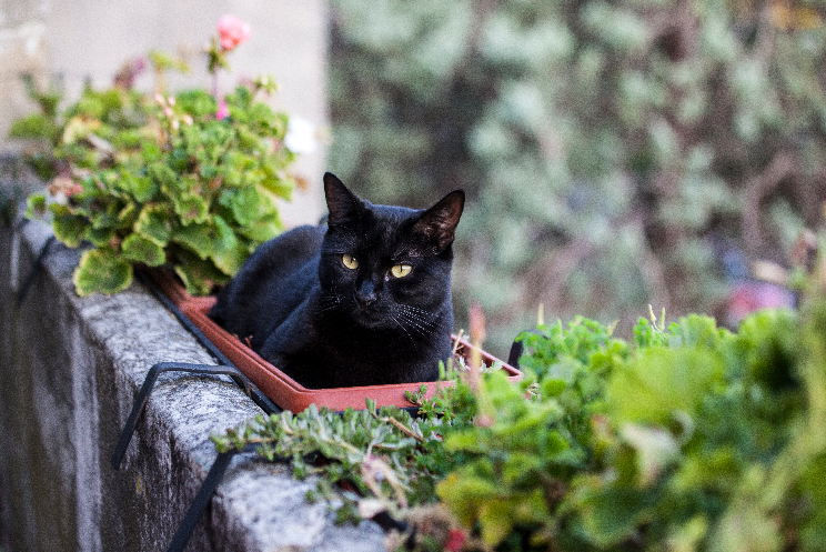 gatto piante