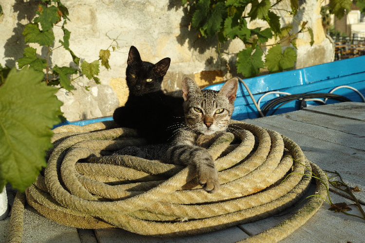 gatti su rete da pesca