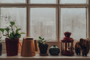 piante sul davanzale e finestra con condensa