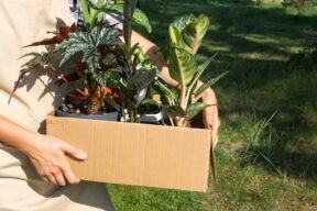 piante in uno scatolone