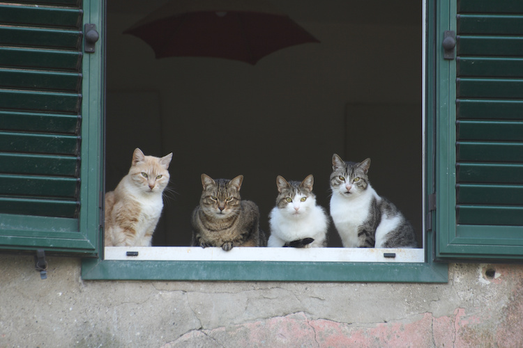 Gatti alla finestra