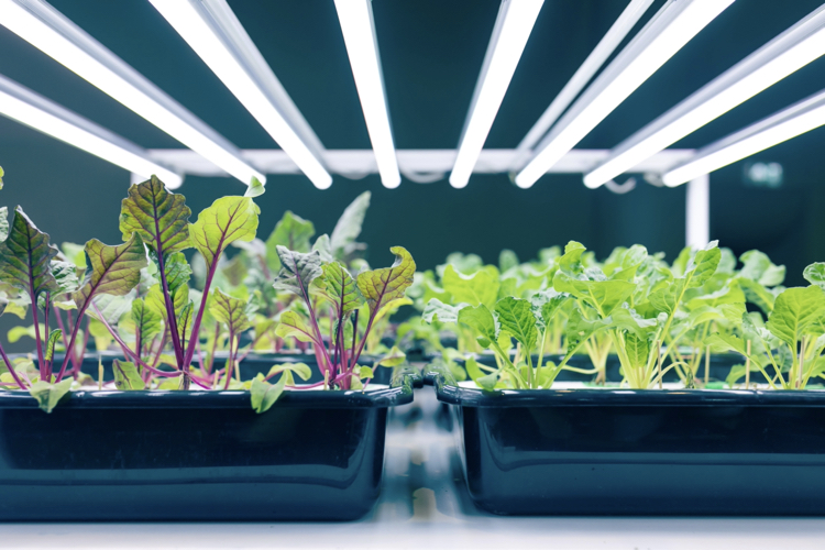 Luci artificiali per le piante d'appartamento: cosa sono e come sceglierle  -  News