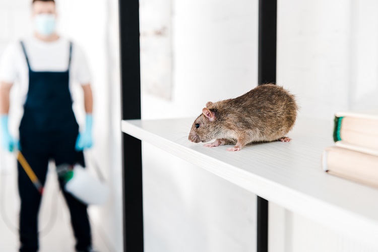 Come preparare del veleno per topi potente fatto in casa