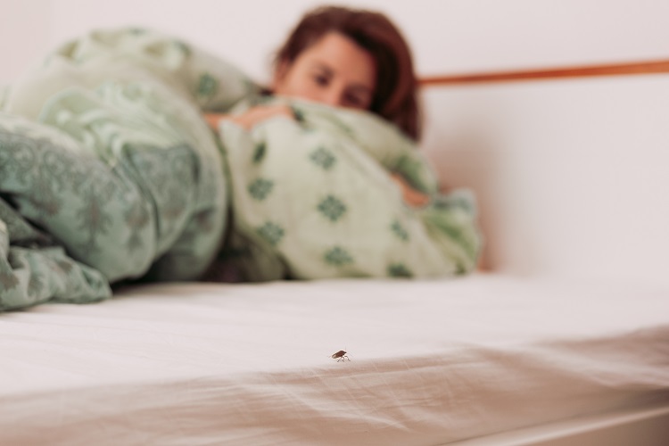 Come capire se ci sono le cimici da letto in casa? -  News