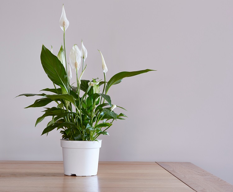 Le piante che assorbono umidità da tenere in casa durante l'inverno