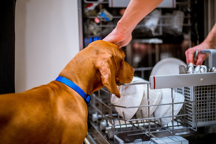 Si possono lavare le ciotole del cane in lavastoviglie