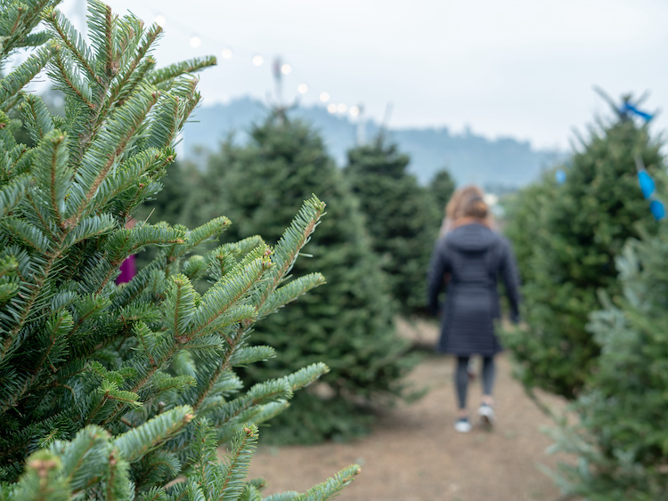 Come scegliere un albero di Natale vero, dove posizionarlo e come prendersene cura