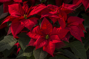 Stella di Natale, come prendersene cura (in tutte le stagioni e cosa significa regalarla