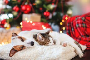 cane e gatto dormono su cuscino