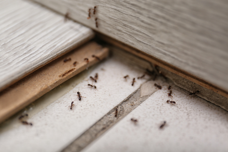 Come eliminare definitivamente le formiche dalla casa – Insetti In Casa –  Casa – Bricolage Casa