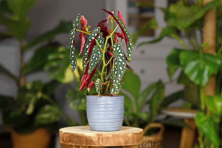 Begonia maculata, come prendersene cura, come propagarla e cosa fare se perde le foglie