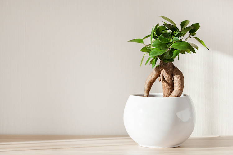 Come prendersi cura di un bonsai ginseng in casa e cosa fare se perde le foglie