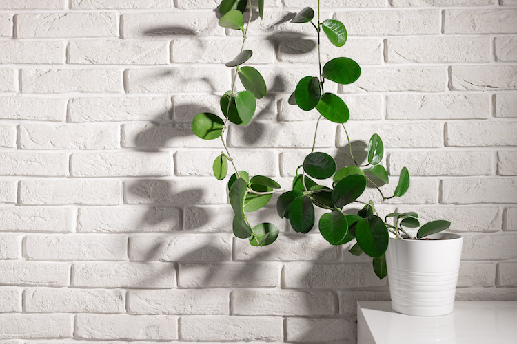 Le migliori piante rampicanti da interno (e i loro supporti) per dare un tocco green alla tua casa