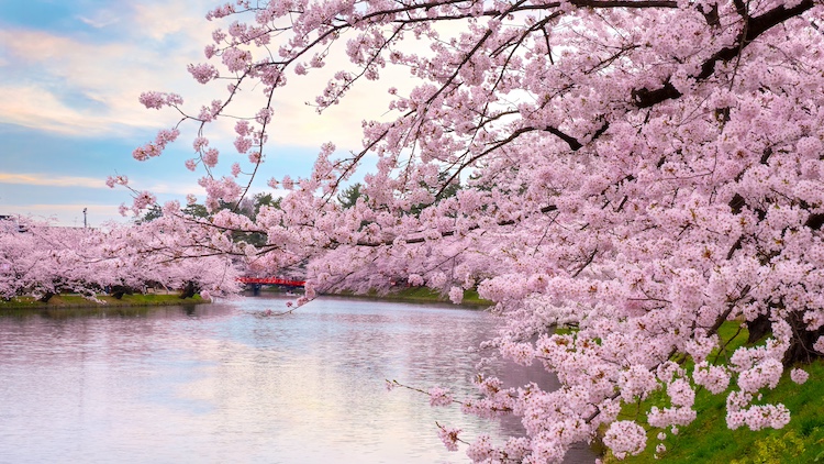 fioritura di ciliegi in Giappone