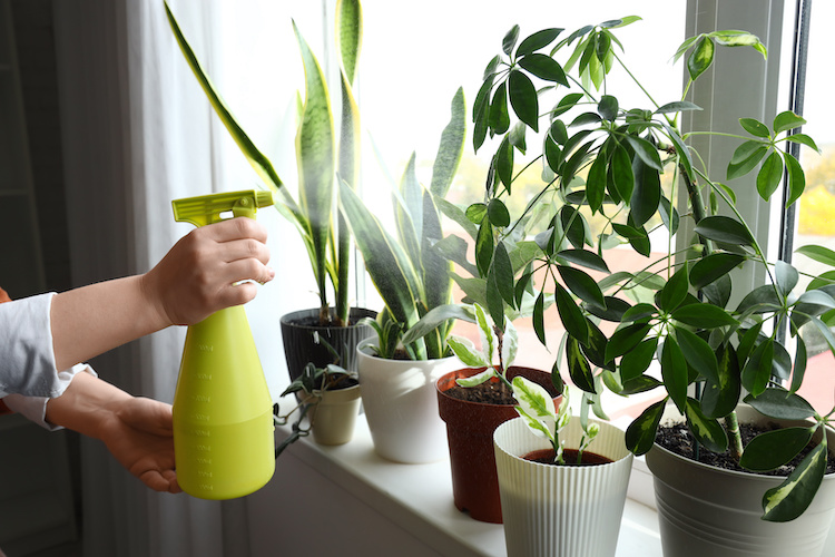 Come proteggere le piante di casa dagli afidi