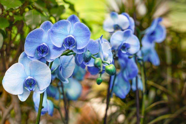 Orchidea blu, come curare la Vanda Coerulea in casa