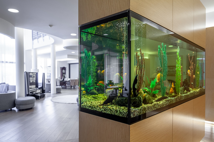 Un acquario di design potrebbe essere quello che ci vuole per dare un tocco moderno alla tua casa