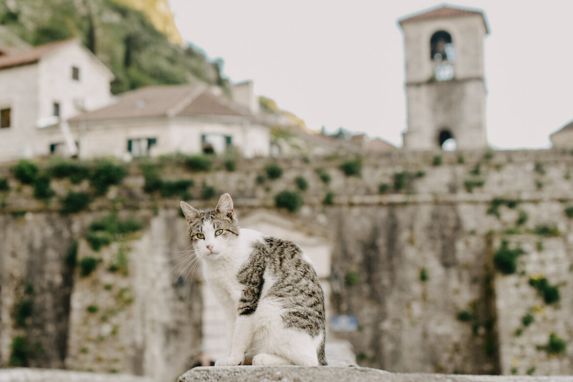 Un gatto sulle mura della città vecchia di Kotor, in Montenegro