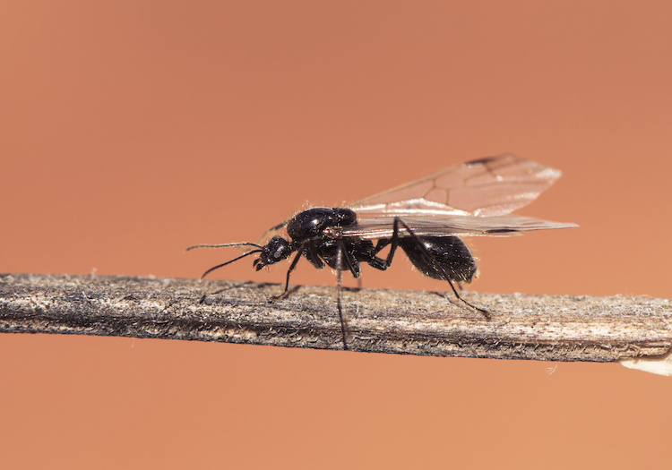 Formiche con le ali in casa: perché succede e come eliminarle