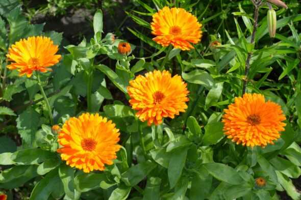 calendula