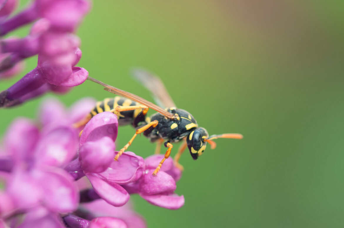 Close up di una vespa poggiata su un fiore lilla
