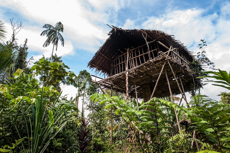 le case sugli alberi della tribù Korowai in Nuova Guinea