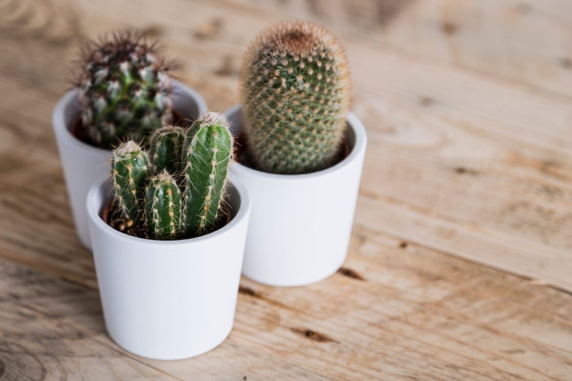 cactus in vaso