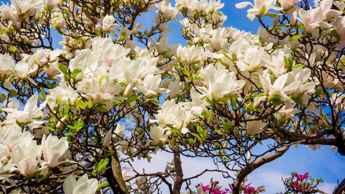 Magnolia grandiflora in fiore