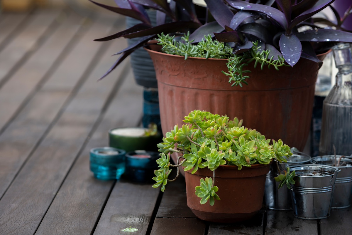 Evidence Audio SIS Kit 10 BK – Italia - Foto 6