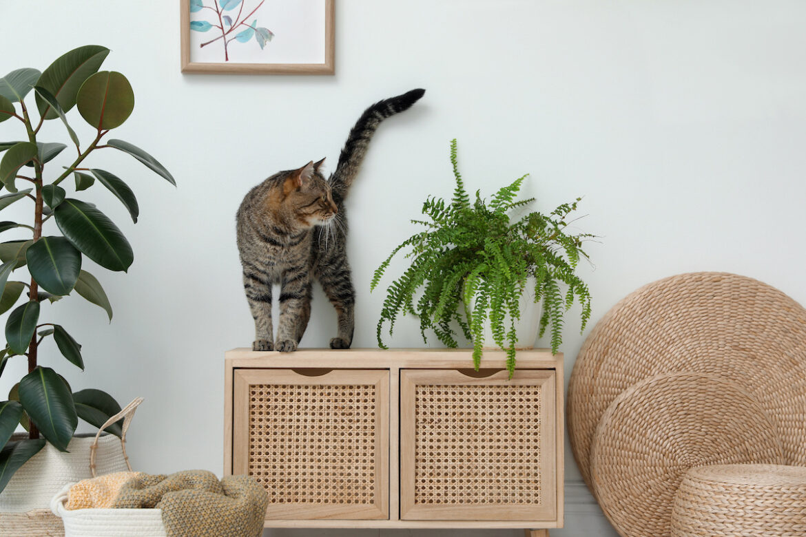 Le più comuni piante velenose per i gatti da evitare se hai un micio in casa