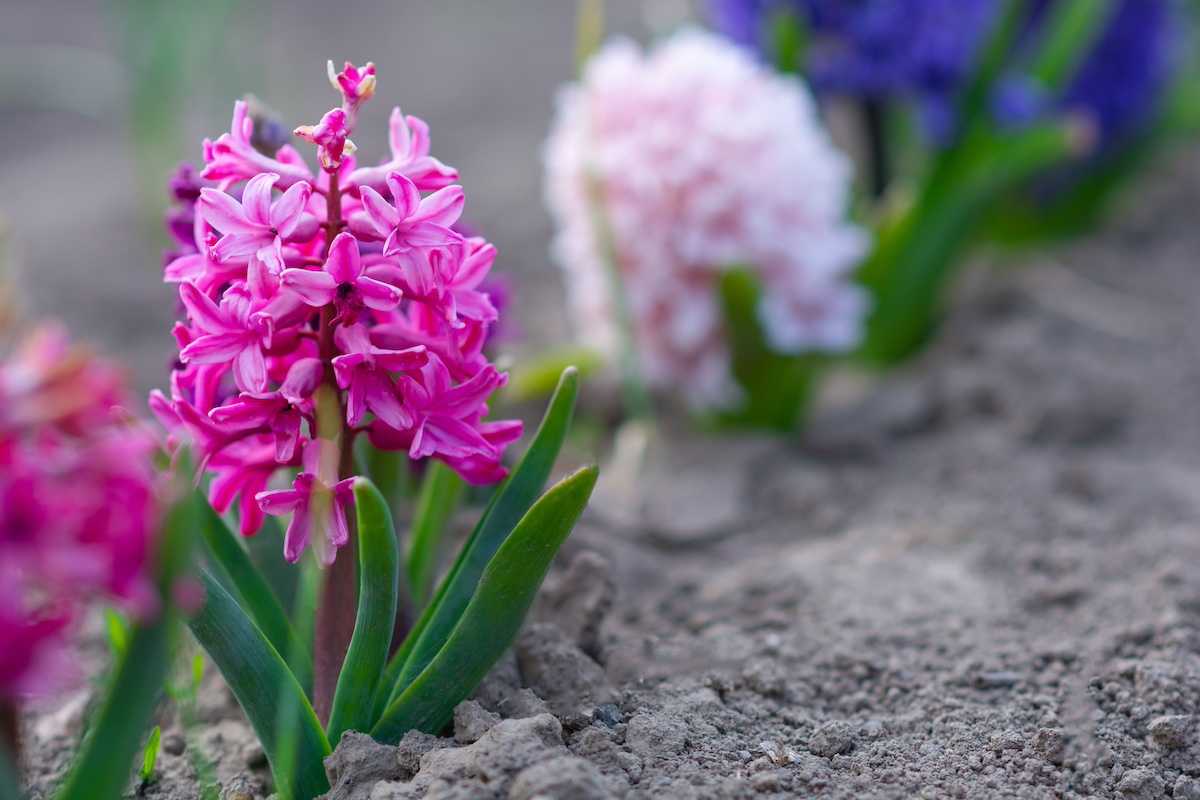 Giacinto, come curarlo e coltivarlo in casa