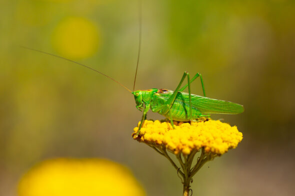 Rimedi naturali contro le cavallette per tenerle lontane da casa e giardino