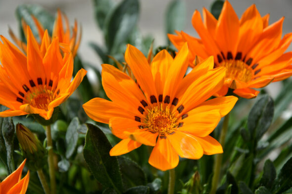 Gazania, come curarla e farla fiorire in vaso