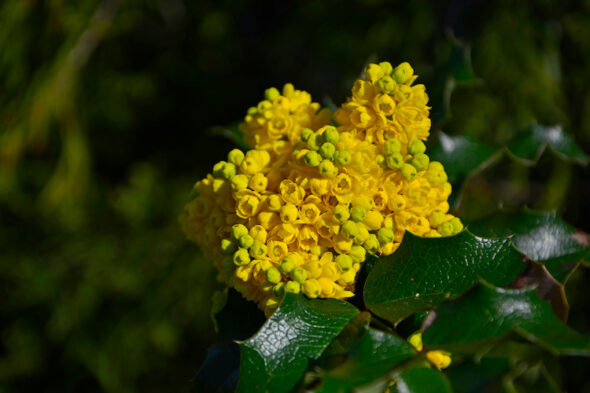Come coltivare e come potare la Mahonia in giardino