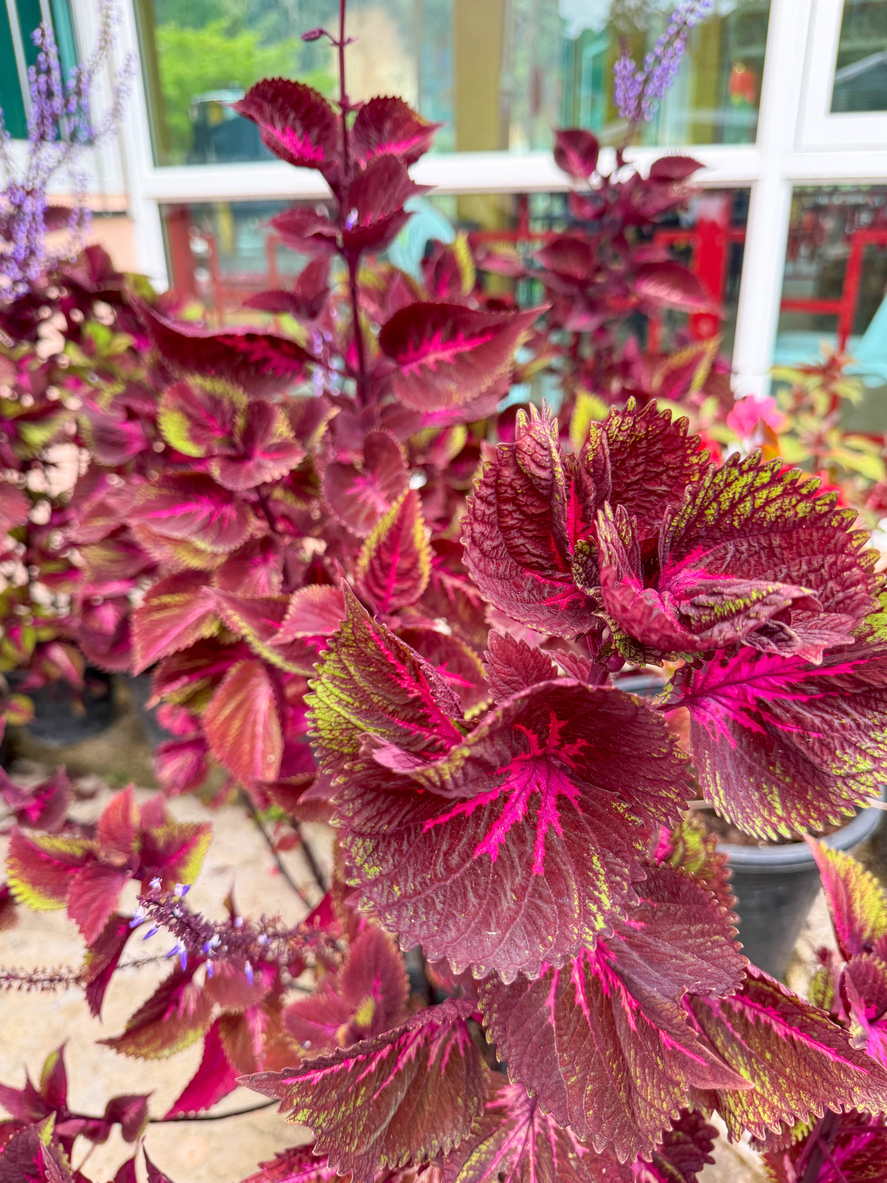 Tarassaco: Il Fiore Delle Meraviglie - Foto 8