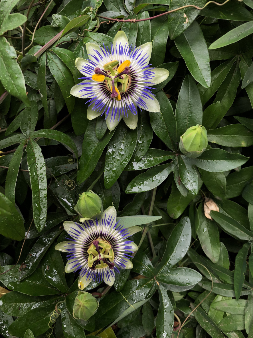 Passiflora Caerulea: Tutto Ciò Che Devi Sapere - Foto 11