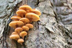 Funghi che crescono sui tronchi degli alberi: perché succede, sono pericolosi e cosa fare