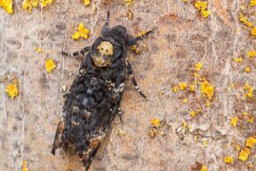 Sfinge testa di morto