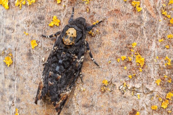 Sfinge testa di morto