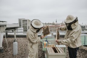 Alveare in condominio