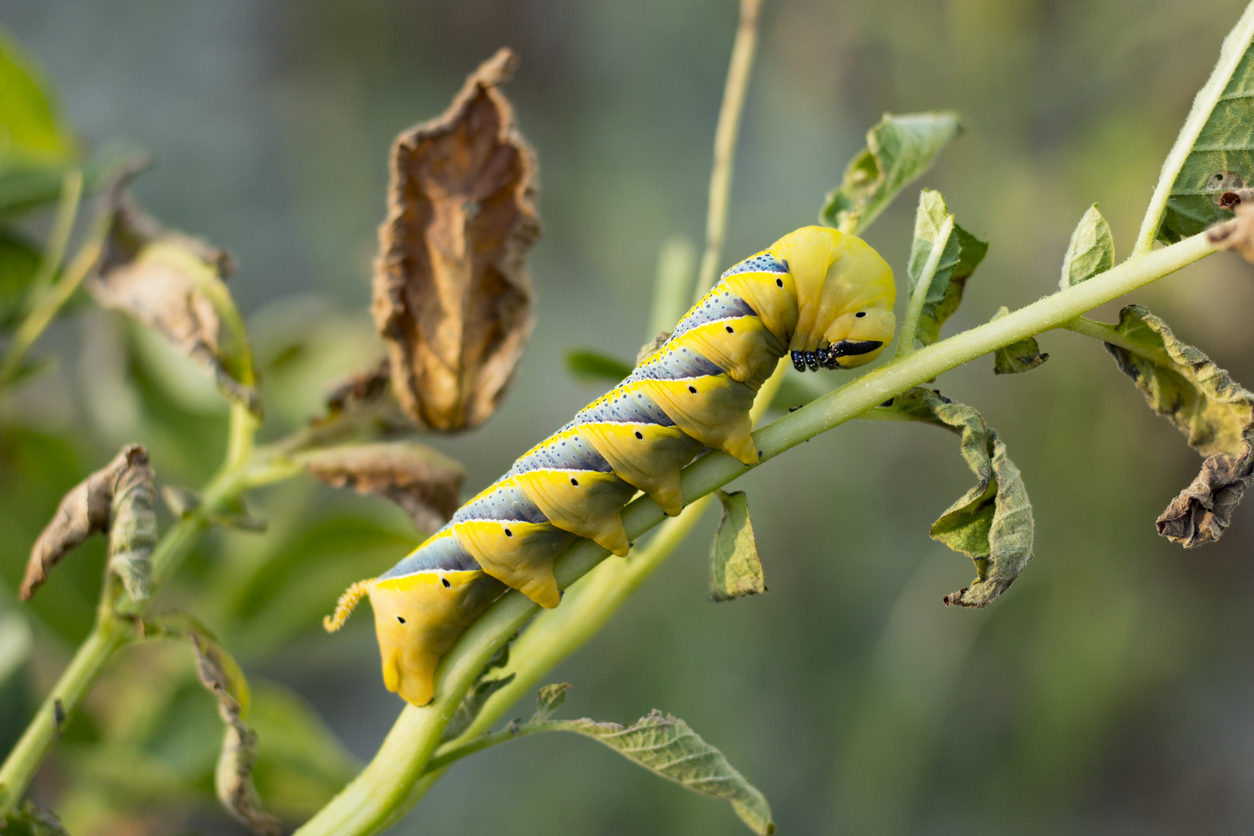 bruco di Acherontia atropos